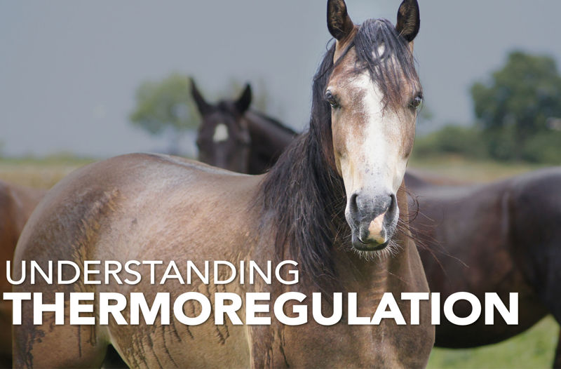 Keeping Horses Warm This Winter: An Insight Into Thermoregulation - Equine Science Matters™